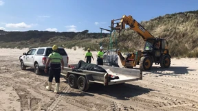 Grindwale nach Rettung abermals gestrandet