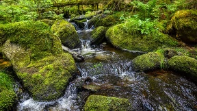 Aus der Welt der Waldeinsamkeiten