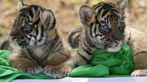 Neuer Nachwuchs bei Sumatra-Tigern im Tierpark Berlin