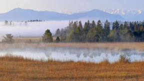 Die Vorzüge künstlicher Feuchtgebiete