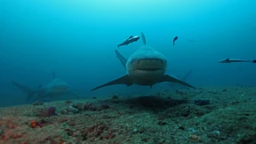 Tödliche Begegnungen