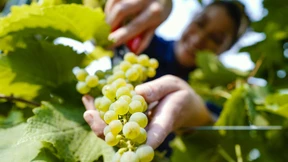 Weinlese für „Federweißen“ startet immer früher