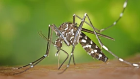 Klein, gestreift und aggressiv