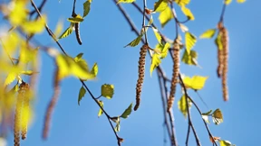 Mit der Wärme kommt die Pollen-Last