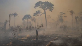 Allein im Mai wurde eine Fläche der Größe Hongkongs abgeholzt