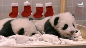 Nikolaus bei den Pandababys