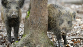 Tausende radioaktive Wildschweine in Bayern