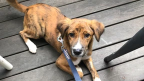 Entlaufener Hund sorgt für Aufregung am Münchner Flughafen