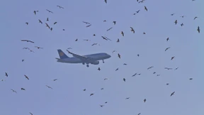 Airbus muss nach Kollision mit Vögeln umdrehen