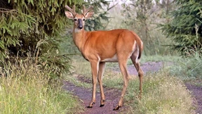 Wie Omikron im Tierreich wütet