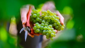 Winzer rechnen mit gutem Jahrgang