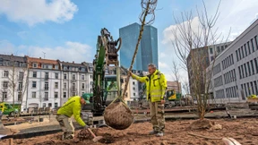 Bäume und Beete für den Paul-Arnsberg-Platz