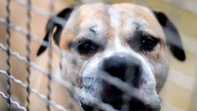 Chico und die Gefahr blinder Tierliebe