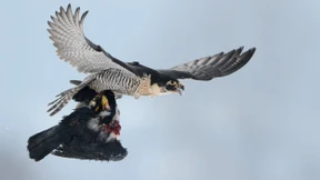 Wie Tiere auf die Abwesenheit von Menschen reagieren