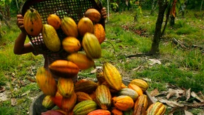 Naschkatzen müssen mit höheren Schokopreisen rechnen 