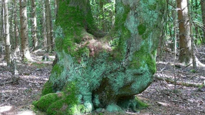 Bizarre Bäume, beste Aussichten