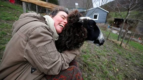 Kuscheln mit Schafen in kontaktarmen Corona-Zeiten