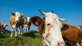 Uruguay: Kuh-Anleihen als Milliardenblase