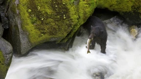 Weg mit dem Regenwald