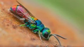 Immer weniger Goldwespen