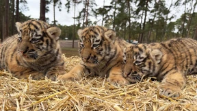Drei Sibirische Tigerbabys geboren