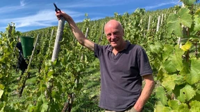 Mit Liebe allein schützt man keine Reben