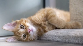 Polizei überfährt absichtlich verletzte Katze