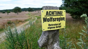 Kein Nachweis für Wolfsangriff in Niedersachsen