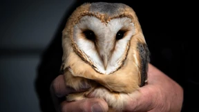 Hessische Zoos wildern bedrohte Tiere aus