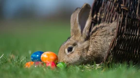 Hase, Huhn, Eichhörnchen
