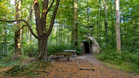 Bäume verbuddeln gegen den Klimawandel