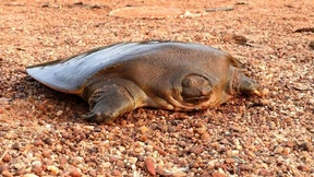 Seltene Riesenschildkröte in Indien beobachtet