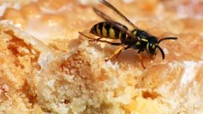 Hauptkampfzeit für aufdringliche Wespen