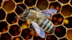 Pestizide töten doch Bienen