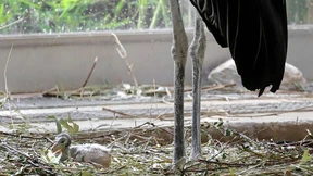 Seltener Marabu-Nachwuchs im Frankfurter Zoo