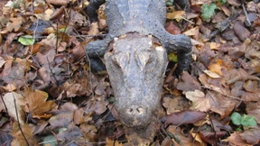 Seltenes Krokodil ausgestopft in südhessischem Wald entdeckt