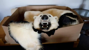 Vom Aussterben und Überleben