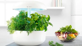 Es grünt so grün – ganz ohne Erde