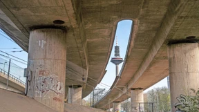 Das Mauerblümchen über dem Niddatal