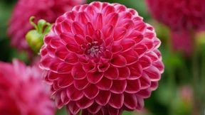 Die Herbstkönigin blüht