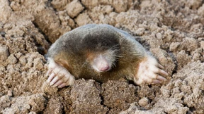 Ausgetöchtert mit der Welt