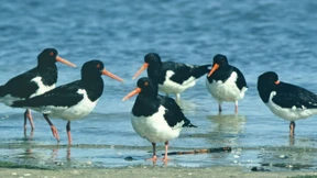 Klipp-klipp-klipp über die Klippe