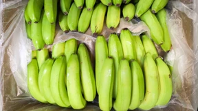 Spinne legt Supermarkt stundenlang lahm