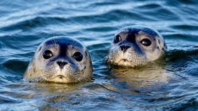 Seehund in der Oder gesichtet