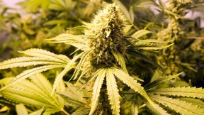 Passant enttarnt Marihuana-Anbau