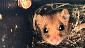 Was Wildtierbrücken wirklich bringen