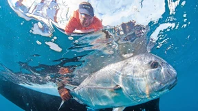 Die Dickköpfigkeit der Stachelmakrele
