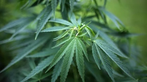 Polizei entdeckt Cannabisplantage