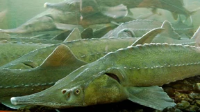 Hoffnung für einen Fisch