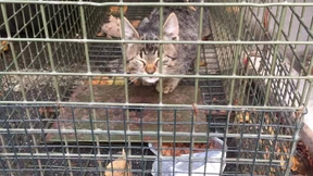 Zwei Kätzchen aus Motorraum gerettet